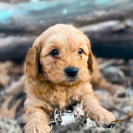 Goldendoodle puppies from Harvest Creek