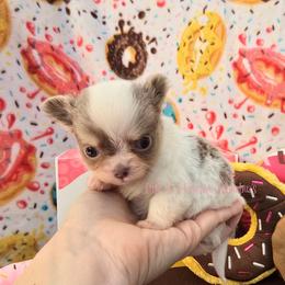 Tiny Tim 4500 - Chocolate blue male Chihuahua puppy in Piqua, Kansas from Cute As A Cupcake Chihuahuas