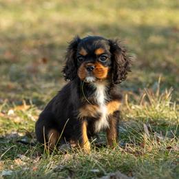 Cavalier King Charles Spaniel Puppies from Kelley Cavaliers