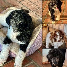 Poodle puppies from Standard Poodles