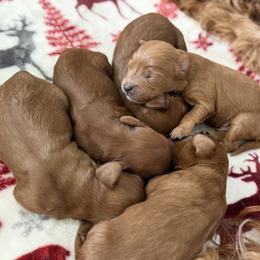 Cavapoo Puppies from Country Club Cavapoos