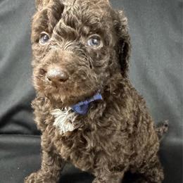 Fig - Chocolate male Labradoodle puppy in Candler, North Carolina from Maple Bakin’ Doodles