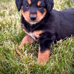 Kenai - Black tri-color male Assorted Doodle Crosses puppy in Ohio from Holley Doodles
