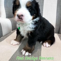 Green male - Tri-color male Bernese Mountain Dog puppy in Payson, Utah from Red Bridge Berners