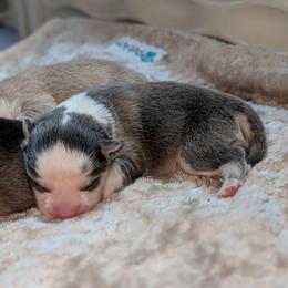 Sisko - Male - Blue male Pomsky puppy in Hurleyville, New York from My Crazy Pomskys