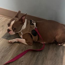 Willow - Boston Terrier