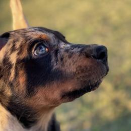 Beauceron and Doberman Pinscher Puppies from Elitehaus