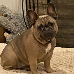 Ruby - French Bulldog