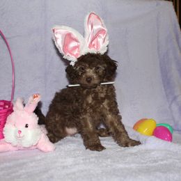 Oaklee genetically clear - Brown Poodle puppy in Morgan County, West Virginia from 'Capon Cuties