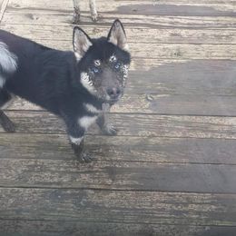 Siberian Husky Puppies from Crazy Cookies Huskies