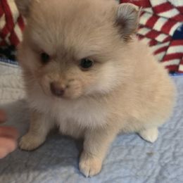 Natasha - Beaver female Pomeranian puppy in Pickton, Texas from Mandy's Precious Poms