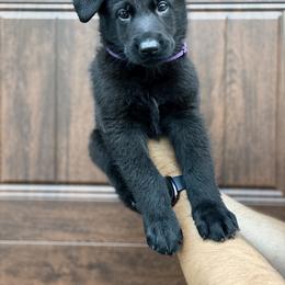 German Shepherd Puppies from Cave Canem German Shepherds