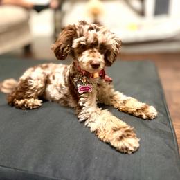 Penelope - Poodle