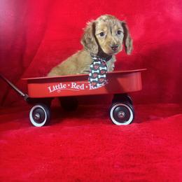 PETEY  silky long coat - Dapple male Dachshund puppy in Polo, Missouri from Blue Tails Farm