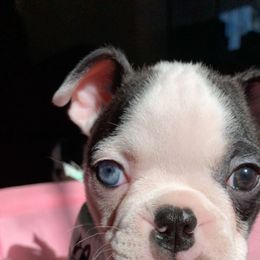 Boston Terrier Puppies from Candied Bostons