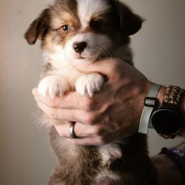 Daniel - Sable male Pembroke Welsh Corgi puppy in South Otselic, New York from Ridge Top Corgis