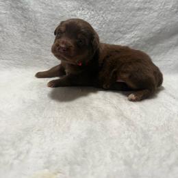 Laramie - Red tri female Miniature Australian Shepherd puppy in New London, Minnesota from Broken T Australian Shepherds