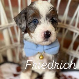 Friedrich - Merle male Bernedoodle puppy in Snohomish, Washington from Refined Doodles