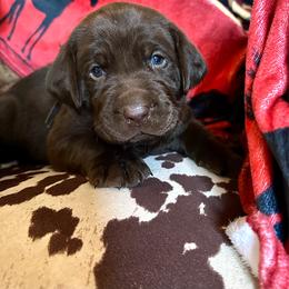 Toblerone (blue collar) - Chocolate male Labrador Retriever puppy in Bandera, Texas from The Sugar & Spice Ranch Labrador Retrievers