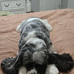 Cocker Spaniel All Grown Up from Laureen's Cocker Spaniels