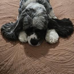 Cocker Spaniel All Grown Up from Laureen's Cocker Spaniels