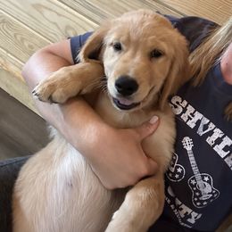 Golden Retriever Puppies from Apple Country Retrievers