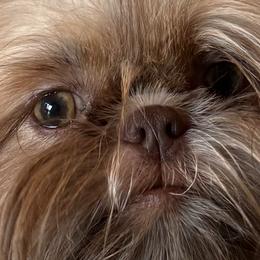 Shih Tzus from Furbourne Farms