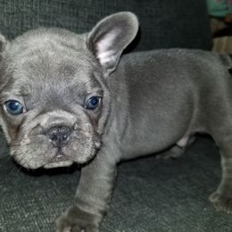 French Bulldog Puppies from Rock Island Frenchies of Texas