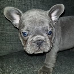French Bulldog Puppies from Rock Island Frenchies of Texas