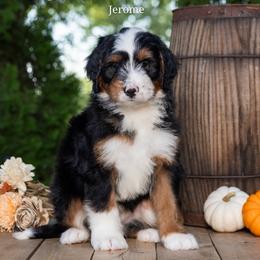 Jerome - Tri-color male Bernedoodle puppy in New Haven, Indiana from Quaint Haven Bernedoodles