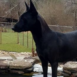 Belgian Malinois from Granite City Kennel