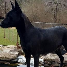 Belgian Malinois from Granite City Kennel