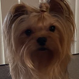 Dottie - Yorkshire Terrier