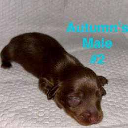 Autumn's Male 2 - Chocolate and tan male Dachshund puppy in Rattan, Oklahoma from Burgett’s Barnyard Dachshunds