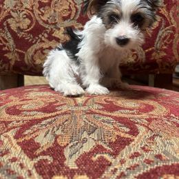 Angel - Parti female Yorkshire Terrier puppy in Arizona from Land B Star Classy Puppies