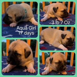 Aqua girl - Fawn Anatolian Shepherd Dog puppy in Franklin, New Hampshire from Feather’s Glen Anatolians