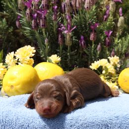 Dachshund Puppies from M & M Doxies