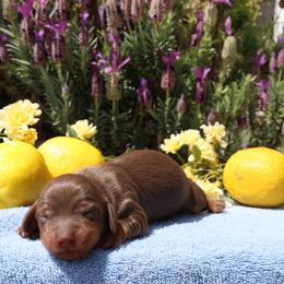 Dachshund Puppies from M & M Doxies
