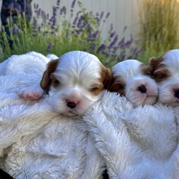 Cavalier King Charles Spaniel Puppies from Ellas.Pups
