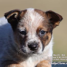 Charlie Boy 1 - Red speckled male Australian Cattle Dog puppy in Point, Texas from Lakylu Kennels