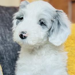 Sheepadoodles from Simply Sheepadoodles, LLC