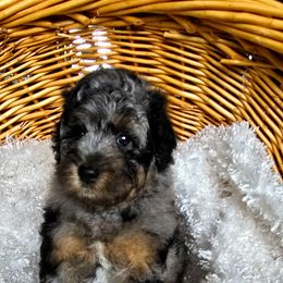 Baxter - Blue merle male Bernedoodle puppy in Caldwell, Idaho from Boise Doodle Co.