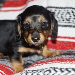 Dachshund and Golden Retriever Puppies from Mount Calm Golden Retrievers
