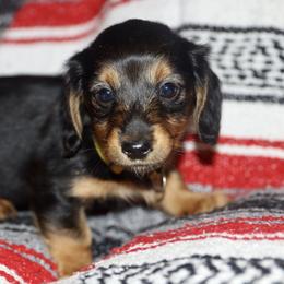 Dachshund and Golden Retriever Puppies from Mount Calm Golden Retrievers