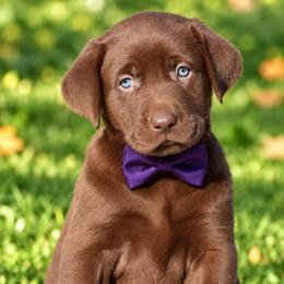 Godiva - Chocolate female Labrador Retriever puppy in Chicago, Illinois from Urbane Retrievers
