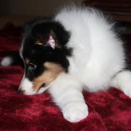 Shetland Sheepdog Puppies from Stafford Shelties