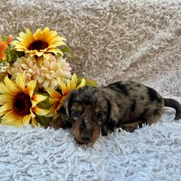 Zack - Dapple male Dachshund puppy in Colbert, Oklahoma from Brooke Crenshaw