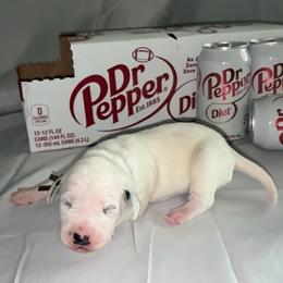 Dr. Pepper - White and black female Dalmatian puppy in Des Moines, Iowa from Spot Splattered Dalmatians