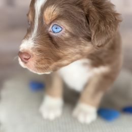 Buck Wild- tail, blue eyes likely - Red tri-color male Australian Shepherd puppy in Penrose, Colorado from Best Friend Aussies