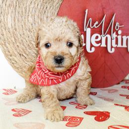 Duke - Apricot male Poodle puppy in Hugo, Oklahoma from Ann R.